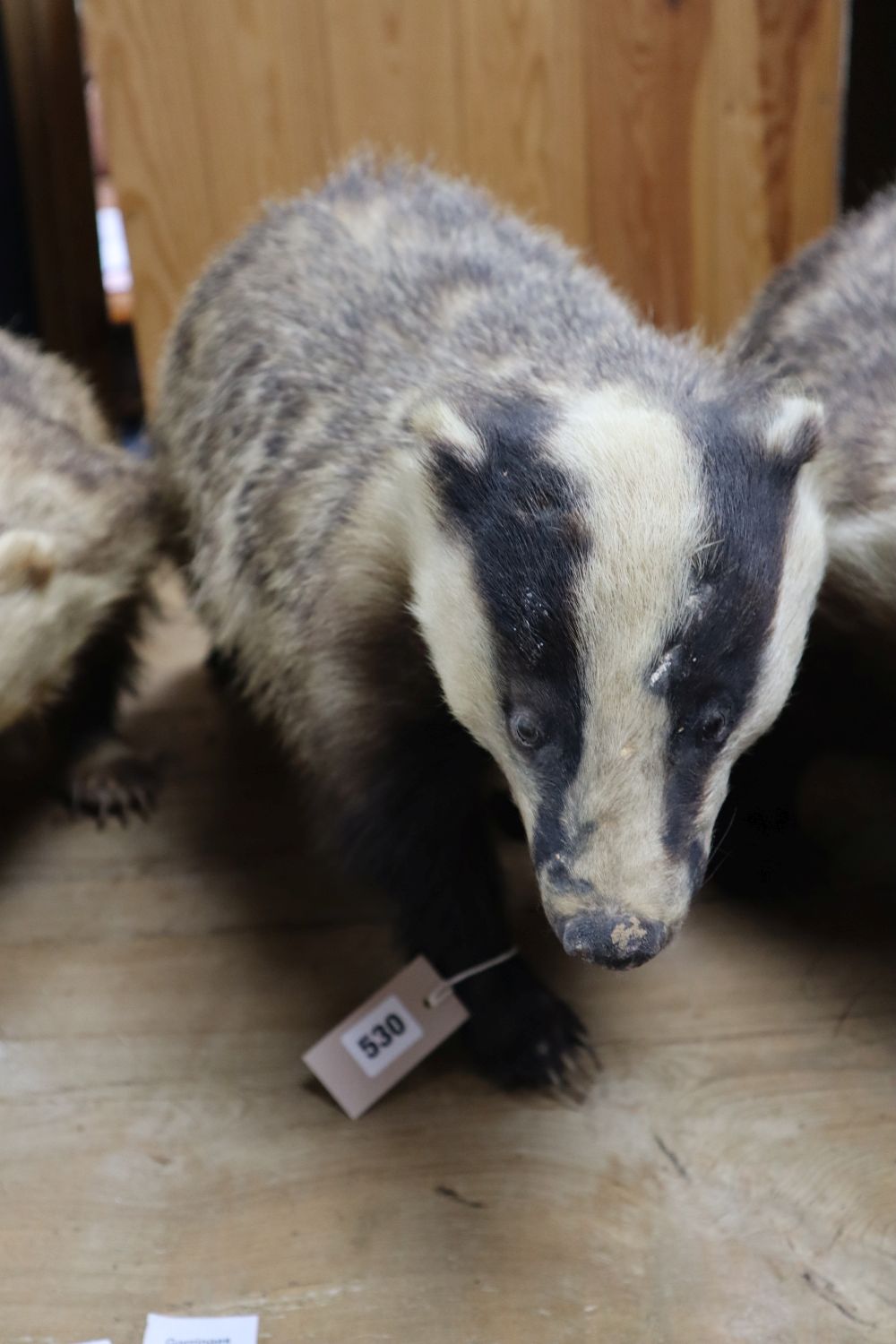 Four taxidermic badgers, largest 70cm